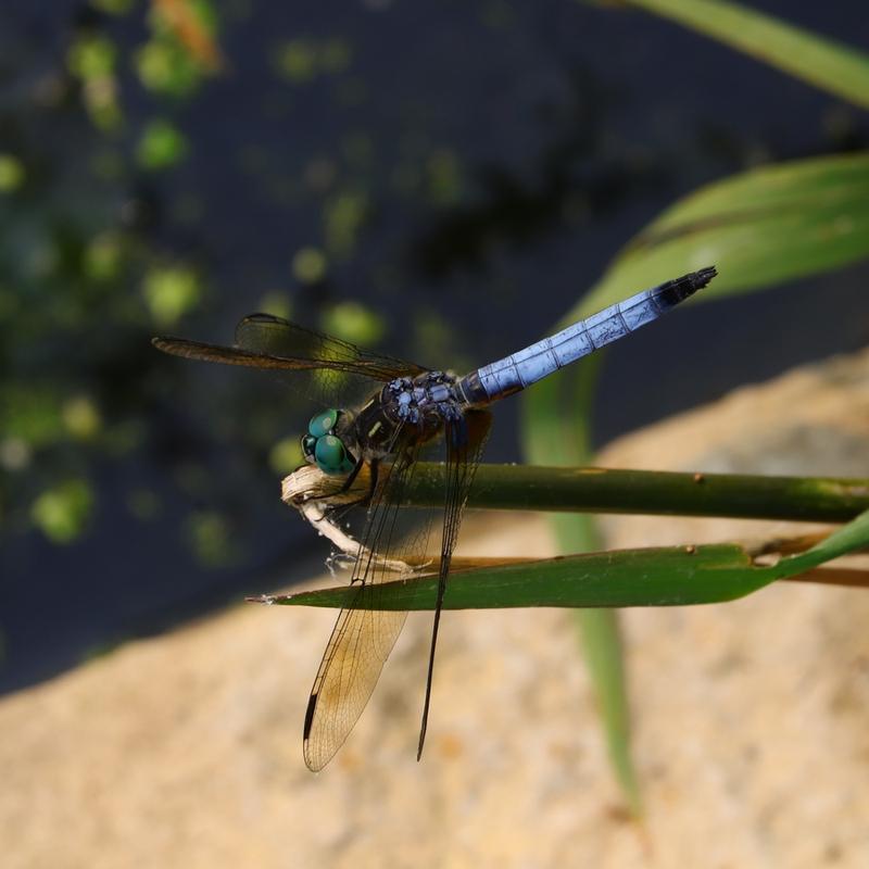 Photo of Blue Dasher