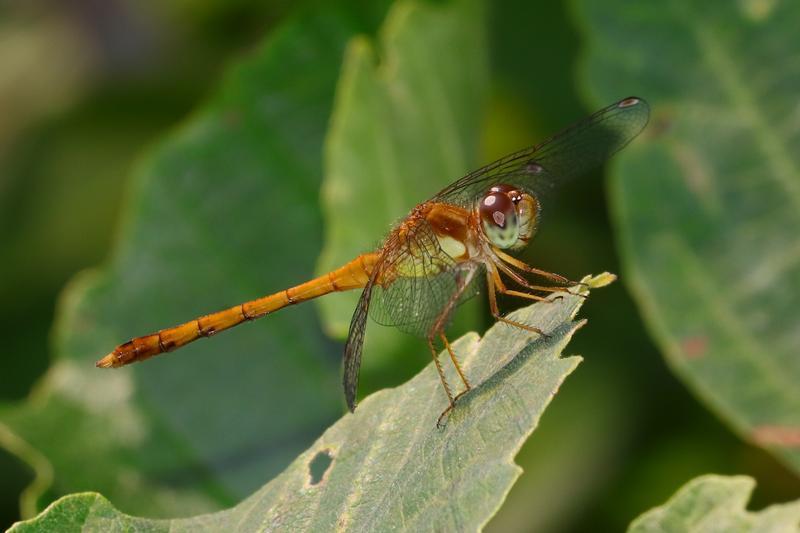 Photo of Autumn Meadowhawk