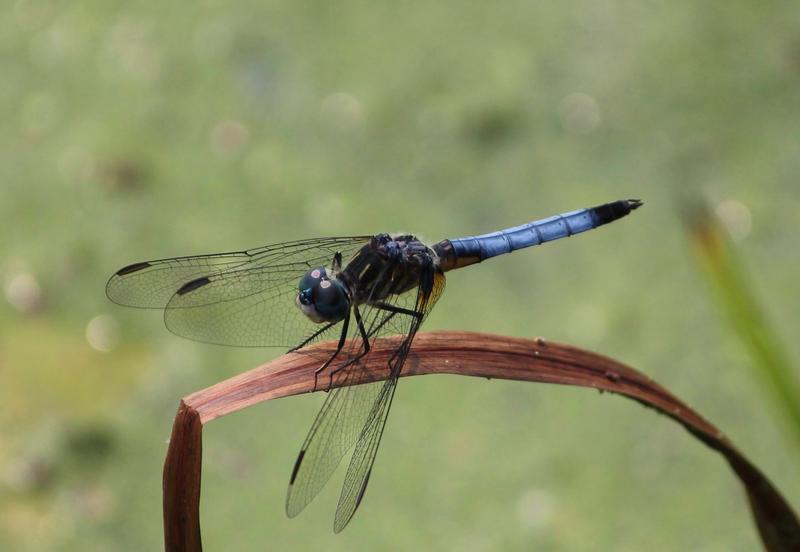 Photo of Blue Dasher