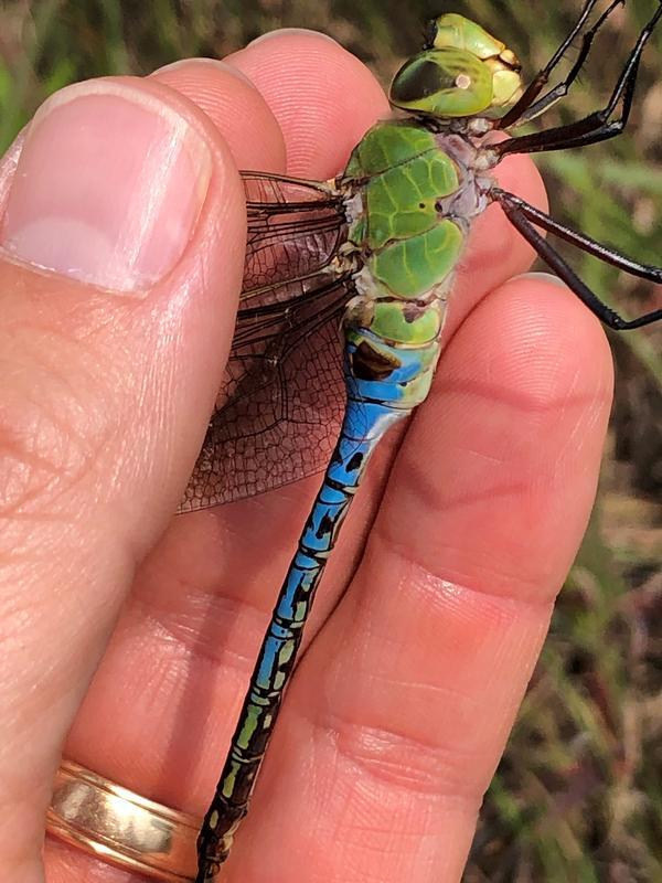 Photo of Common Green Darner