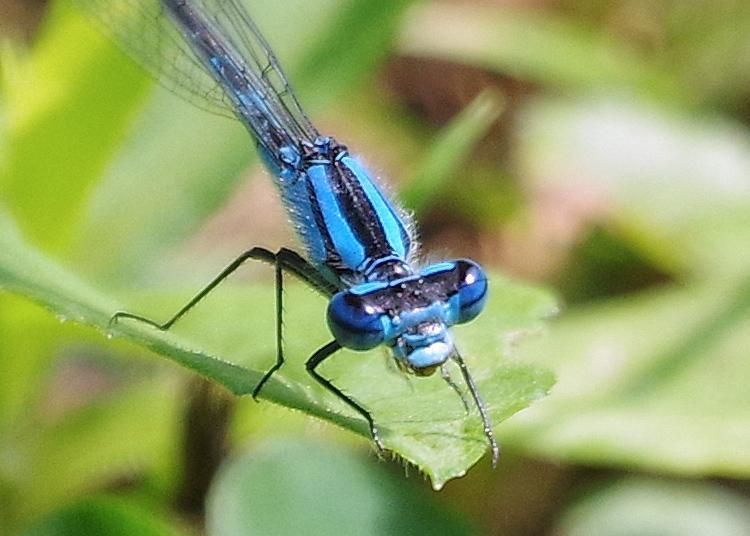 Photo of Azure Bluet