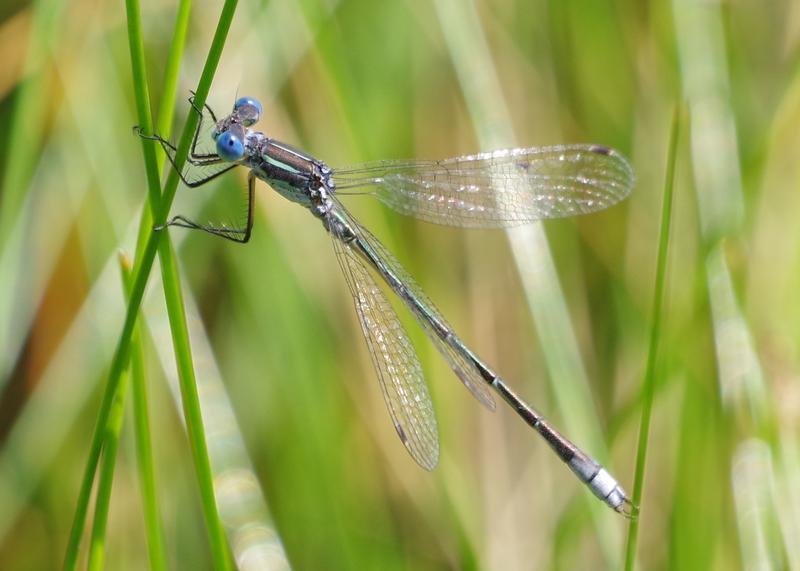 Photo of Lyre-tipped Spreadwing