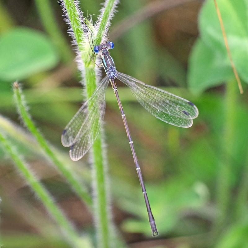 Photo of Slender Spreadwing