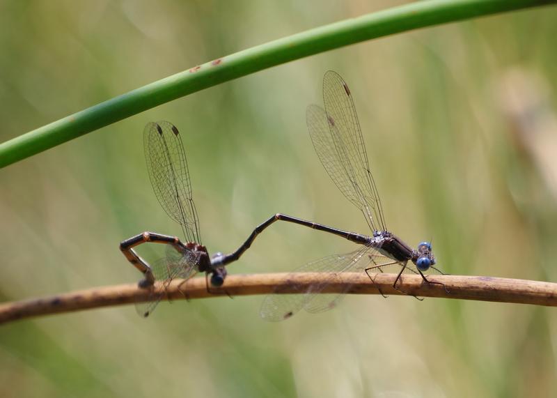 Photo of Spotted Spreadwing