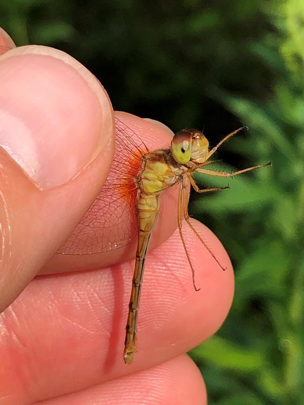 Photo of Autumn Meadowhawk