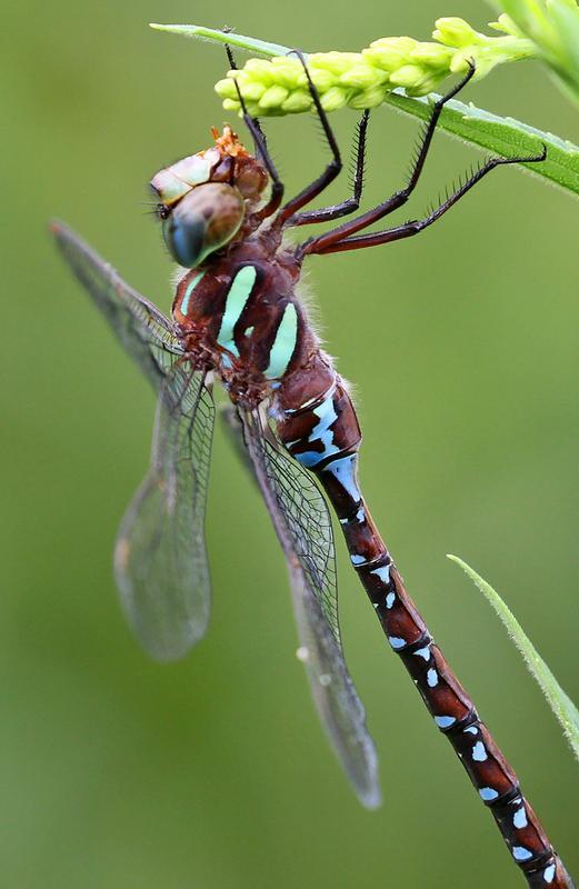 Photo of Black-tipped Darner