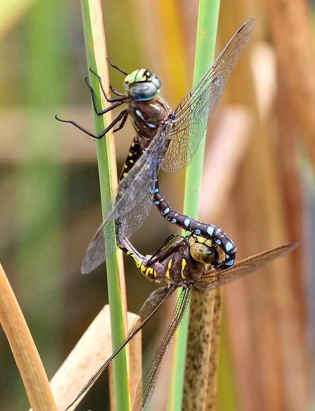 Photo of Variable Darner