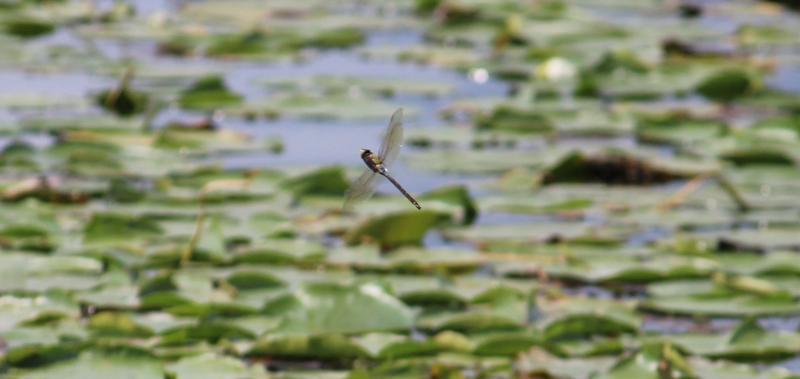 Photo of Common Green Darner