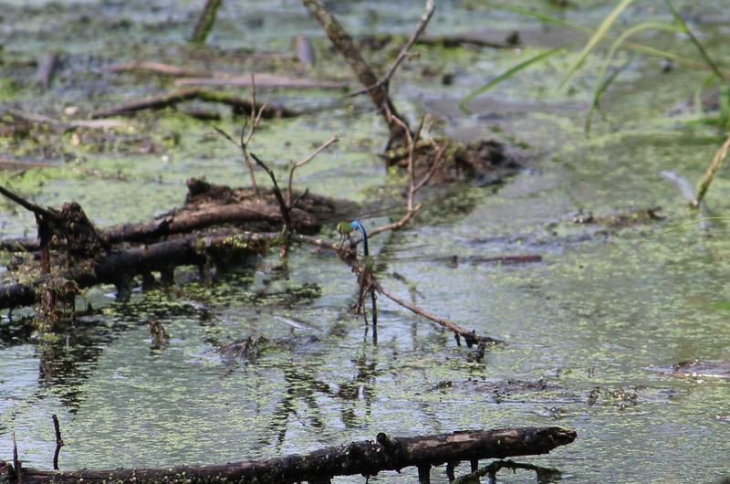 Photo of Common Green Darner