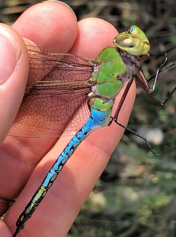 Photo of Common Green Darner