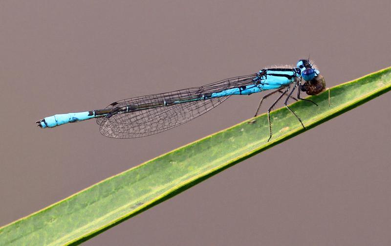 Photo of Azure Bluet