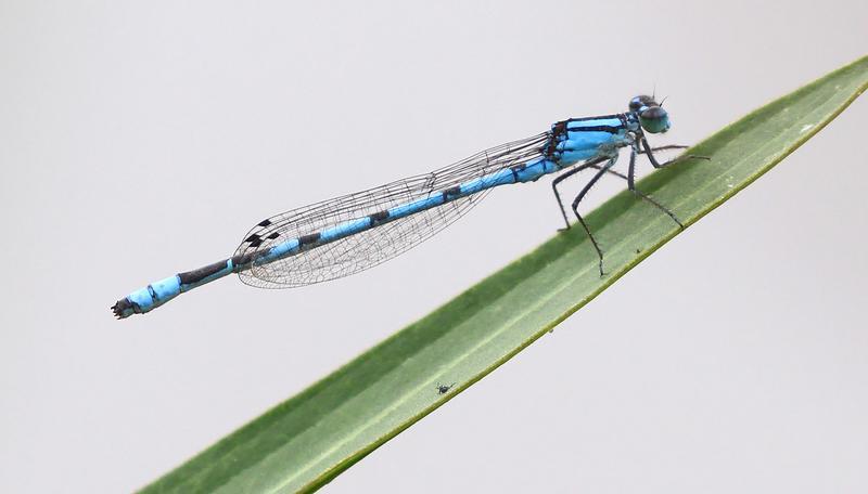 Photo of Marsh Bluet