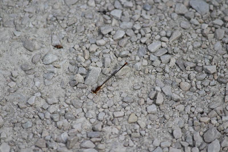 Photo of Orange Bluet
