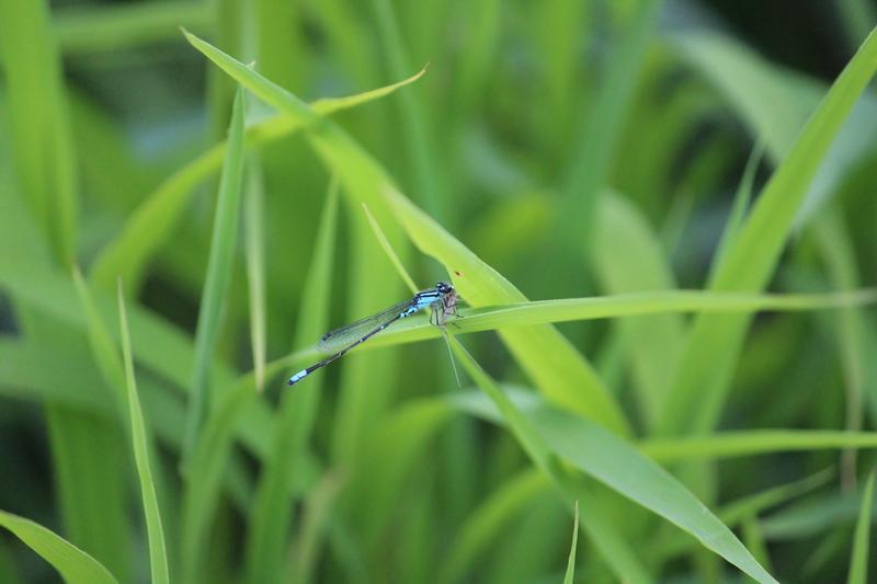 Photo of Skimming Bluet