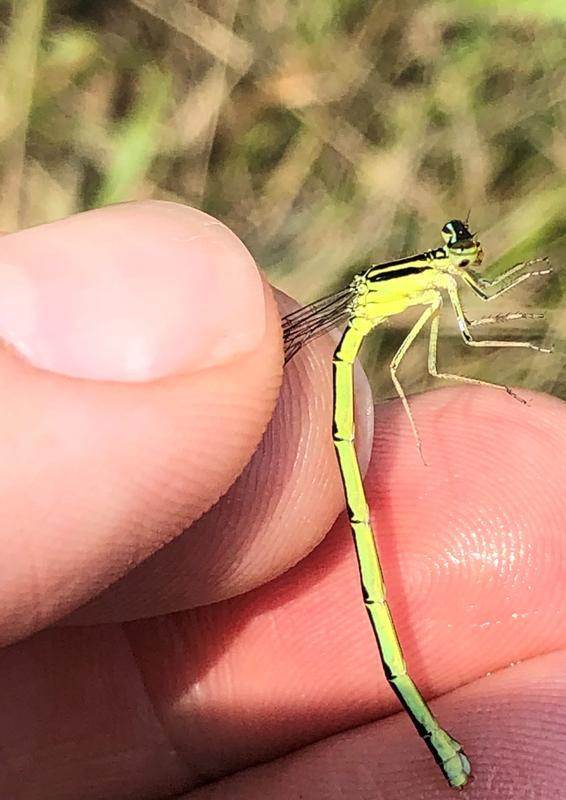 Photo of Rainbow Bluet