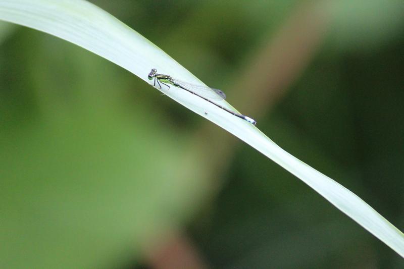 Photo of Eastern Forktail