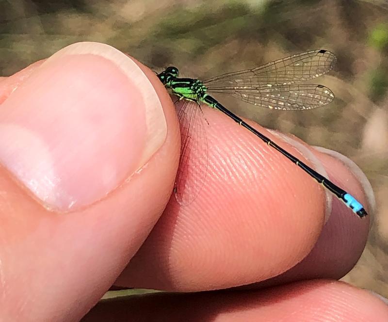 Photo of Eastern Forktail