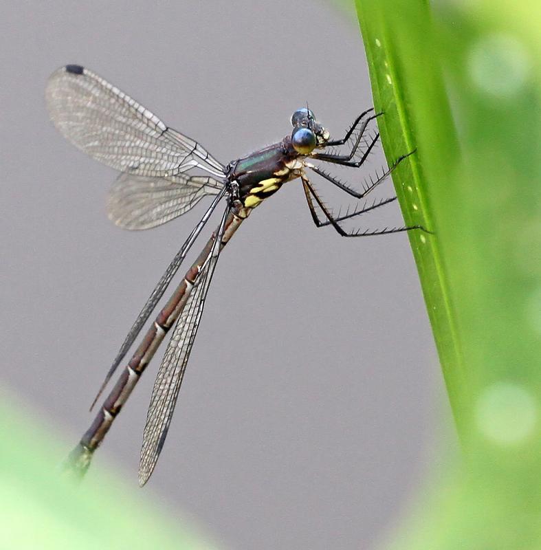 Photo of Amber-winged Spreadwing