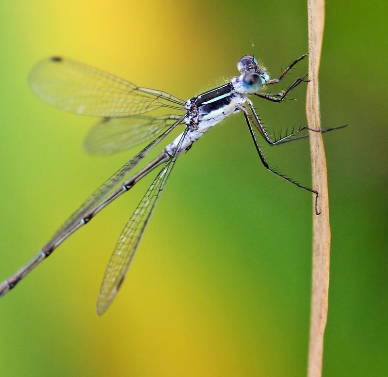 Photo of Northern Spreadwing