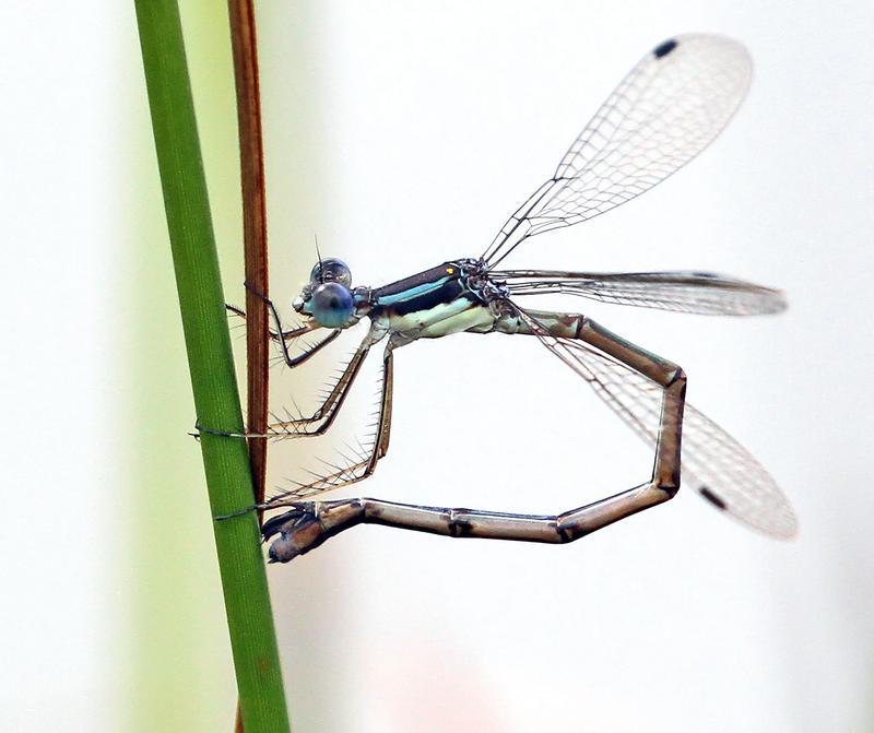 Photo of Slender Spreadwing