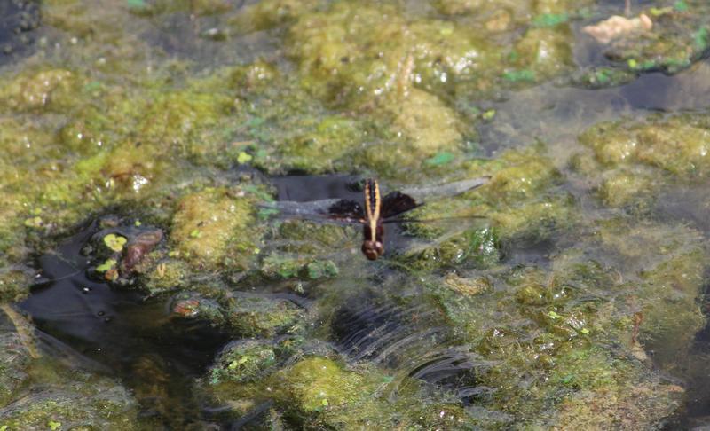Photo of Widow Skimmer