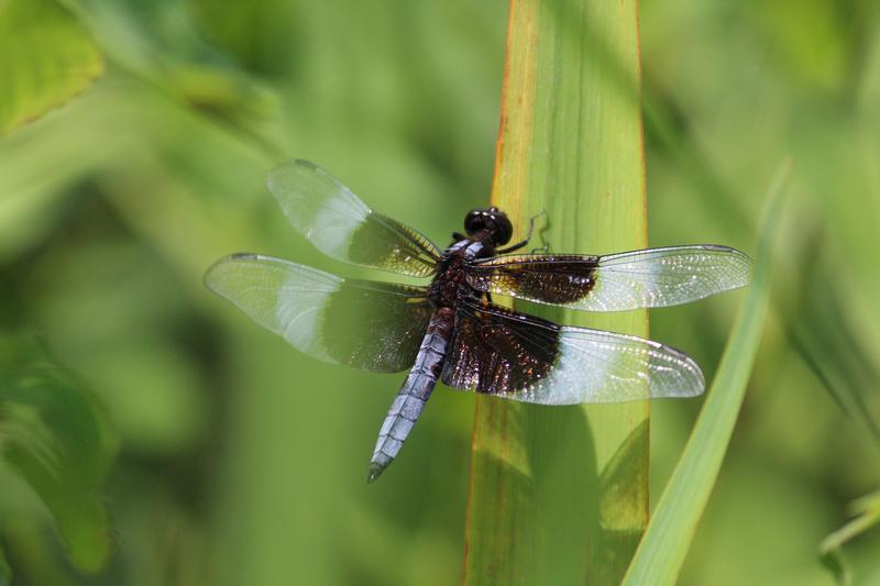 Photo of Widow Skimmer