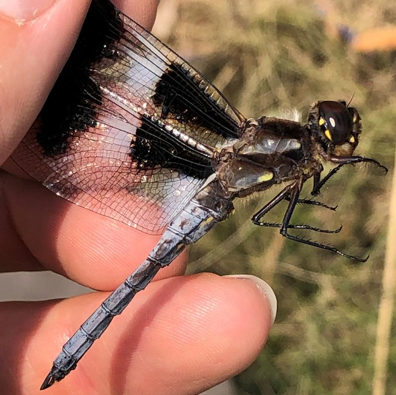 Photo of Twelve-spotted Skimmer