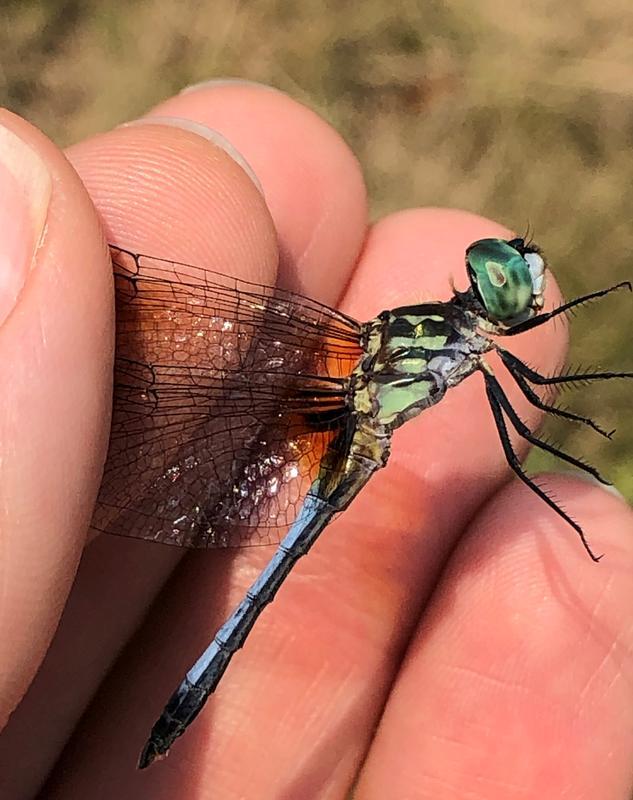 Photo of Blue Dasher