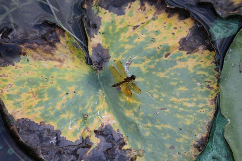 Photo of Eastern Amberwing