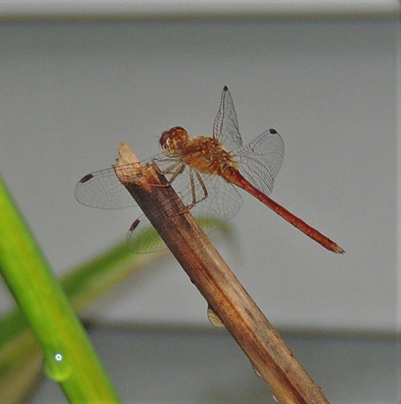 Photo of Autumn Meadowhawk