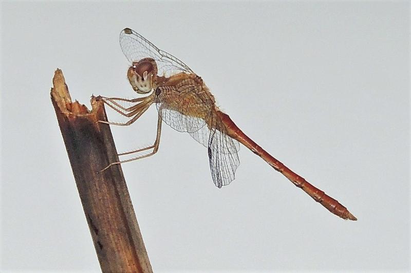 Photo of Autumn Meadowhawk