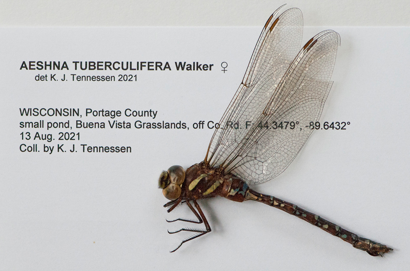 Photo of Black-tipped Darner