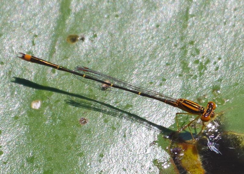 Photo of Orange Bluet