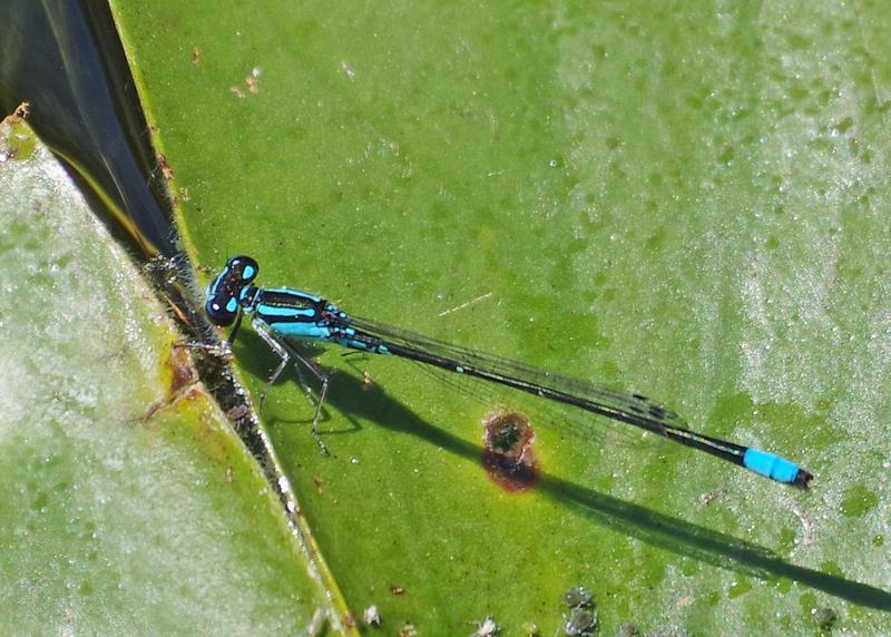 Photo of Skimming Bluet
