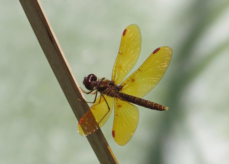Photo of Eastern Amberwing