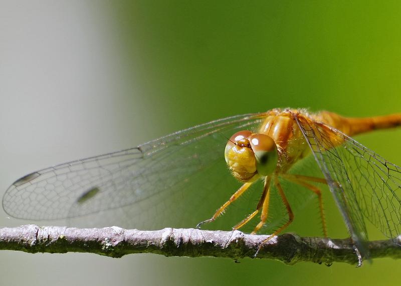 Photo of Autumn Meadowhawk