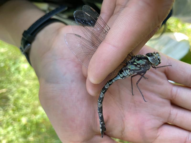 Photo of Mottled Darner