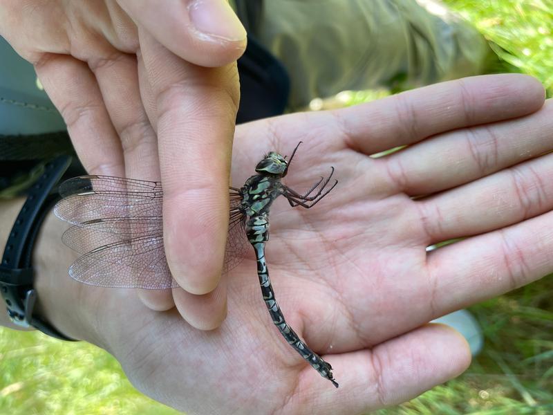 Photo of Mottled Darner