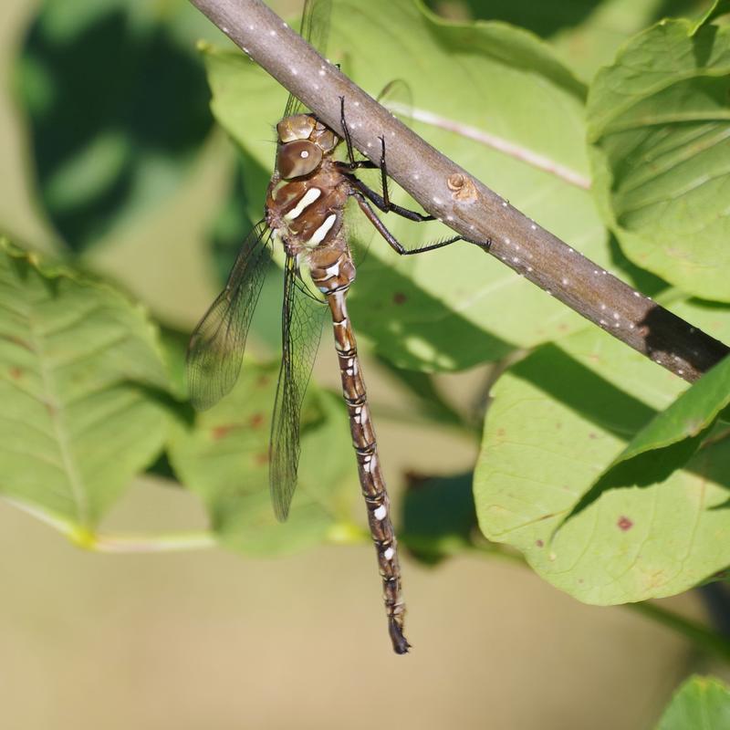 Photo of Shadow Darner