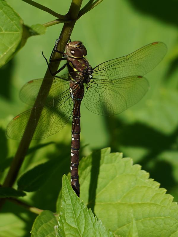 Photo of Shadow Darner