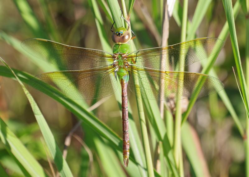 Photo of Common Green Darner