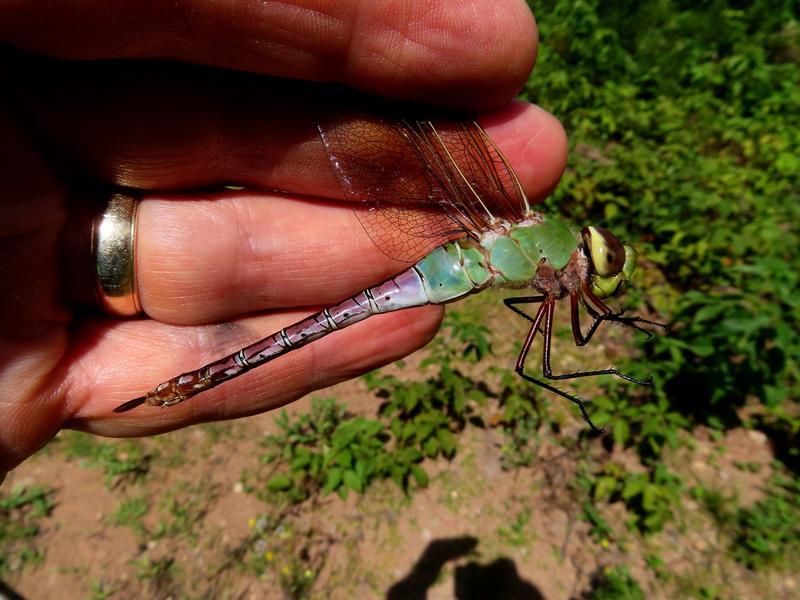 Photo of Common Green Darner