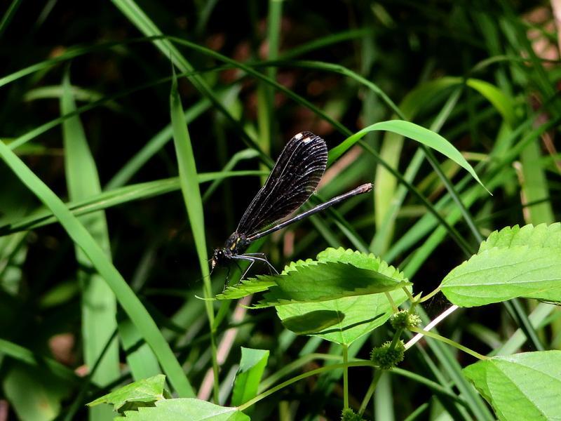 Photo of Ebony Jewelwing