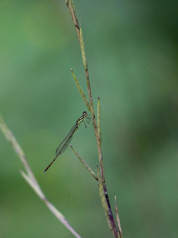 Photo of Fragile Forktail