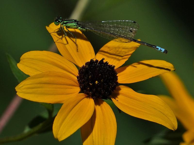 Photo of Eastern Forktail