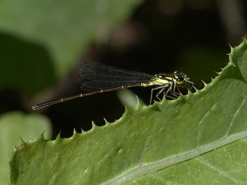 Photo of Fragile Forktail