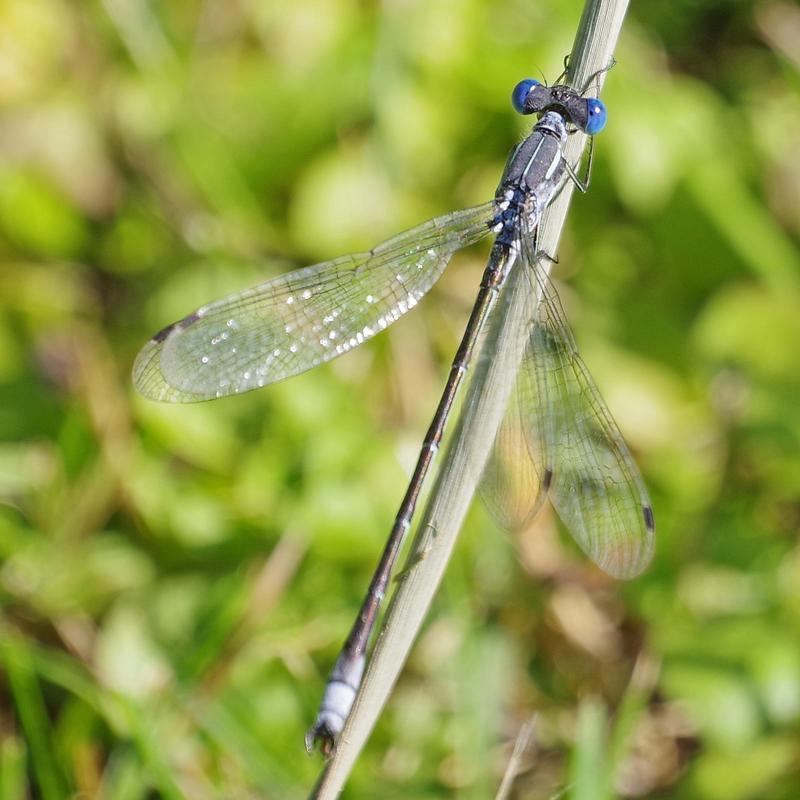 Photo of Lyre-tipped Spreadwing