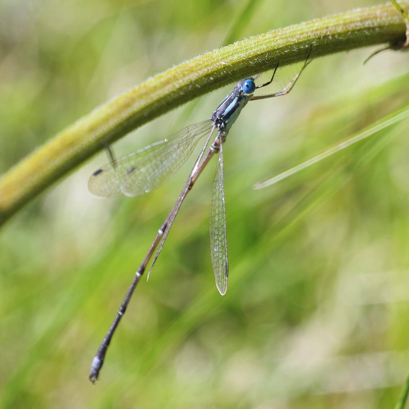 Photo of Slender Spreadwing