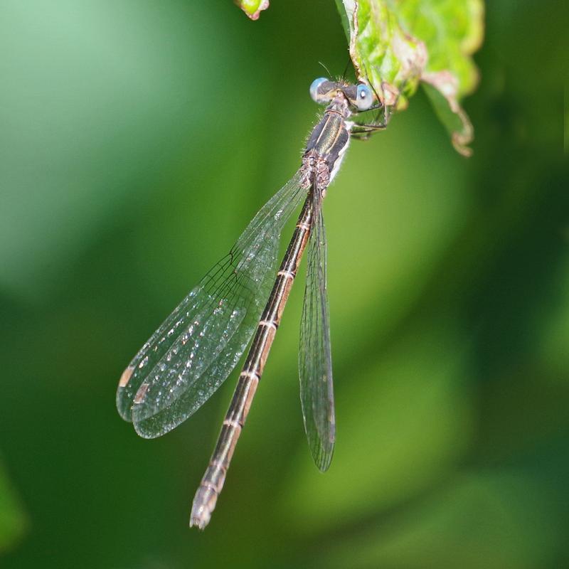 Photo of Spotted Spreadwing