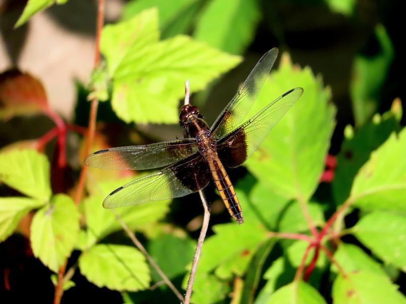 Photo of Widow Skimmer